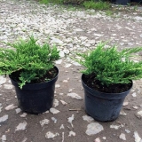 Juniper indoor: kućna njega